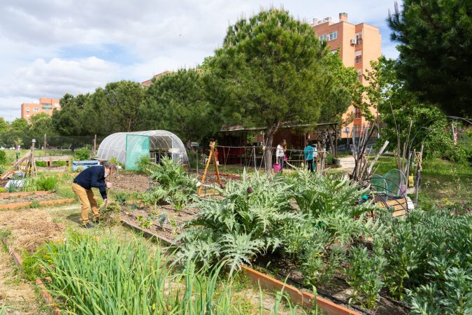 gardener-removing-weeds-in-a-community-garden-near-2025-02-12-23-02-02-utc