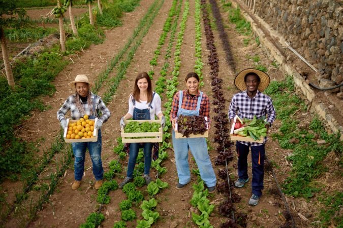 multiracial-gardening-people-holding-wooden-box-of-2025-01-09-12-15-09-utc